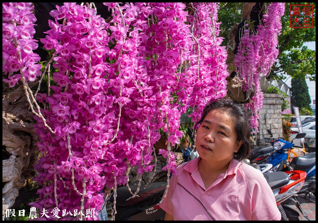 萌芳花卉農場|數萬株石斛蘭花盛開形成花瀑花牆花隧道 @假日農夫愛趴趴照