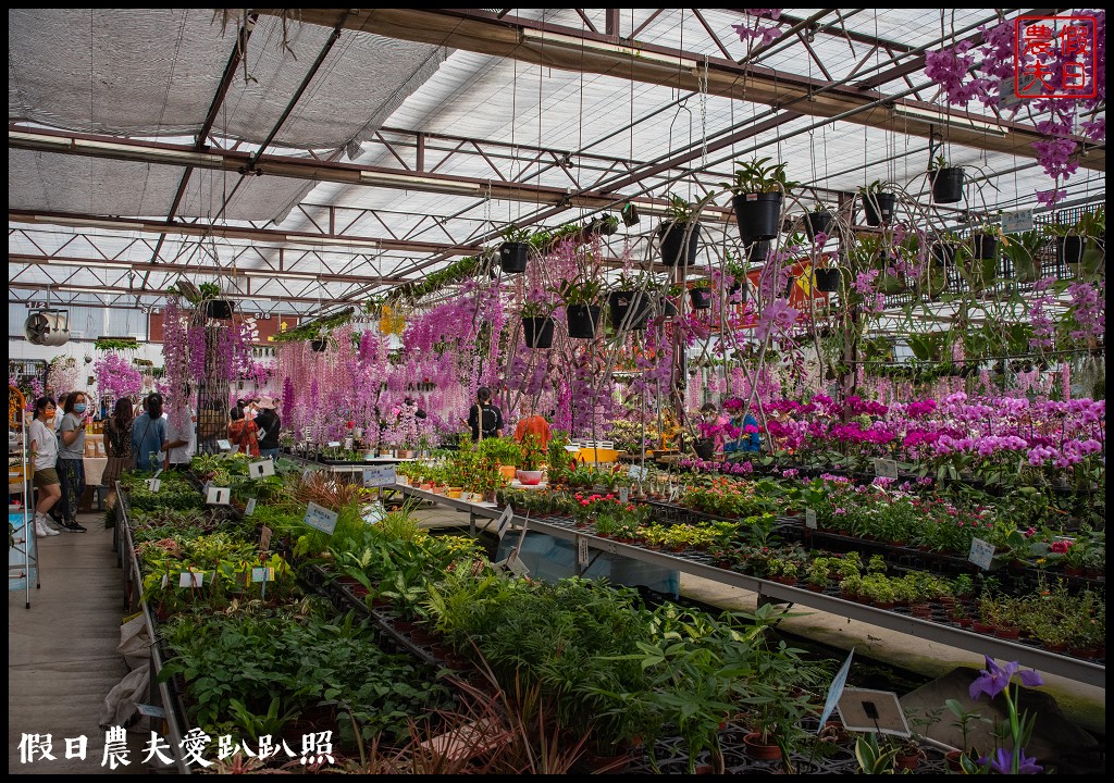 萌芳花卉農場|數萬株石斛蘭花盛開形成花瀑花牆花隧道 @假日農夫愛趴趴照