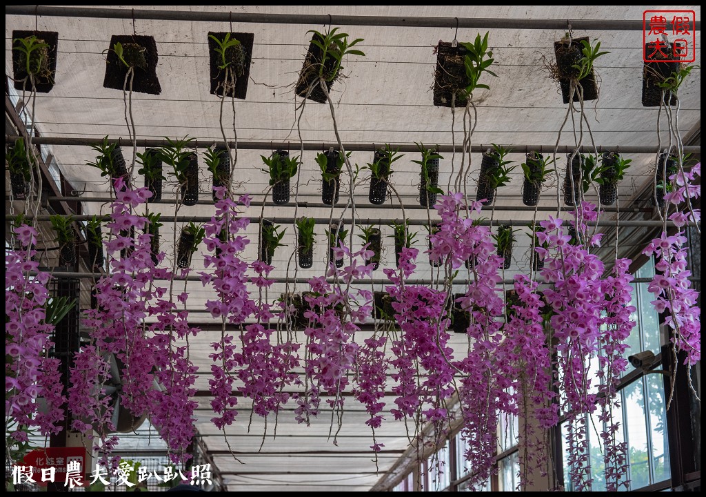 萌芳花卉農場|數萬株石斛蘭花盛開形成花瀑花牆花隧道 @假日農夫愛趴趴照