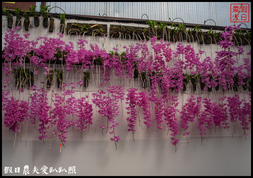 萌芳花卉農場|數萬株石斛蘭花盛開形成花瀑花牆花隧道 @假日農夫愛趴趴照