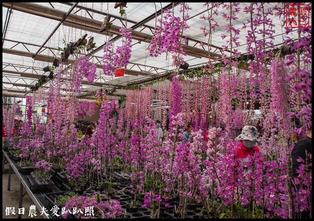 萌芳花卉農場|數萬株石斛蘭花盛開形成花瀑花牆花隧道 @假日農夫愛趴趴照