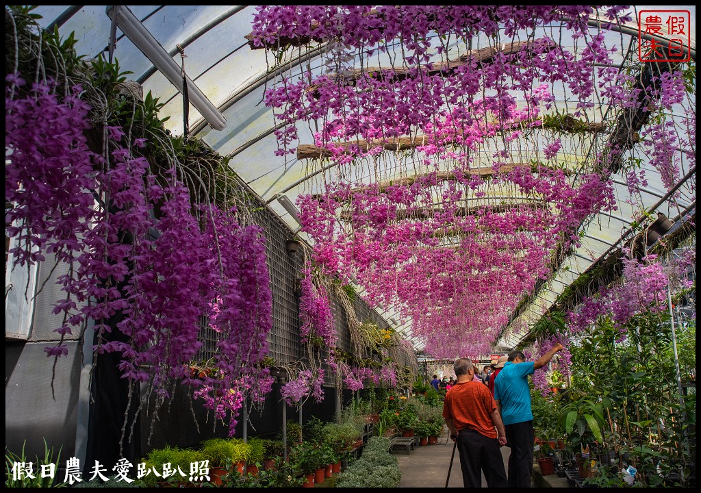 萌芳花卉農場|數萬株石斛蘭花盛開形成花瀑花牆花隧道 @假日農夫愛趴趴照