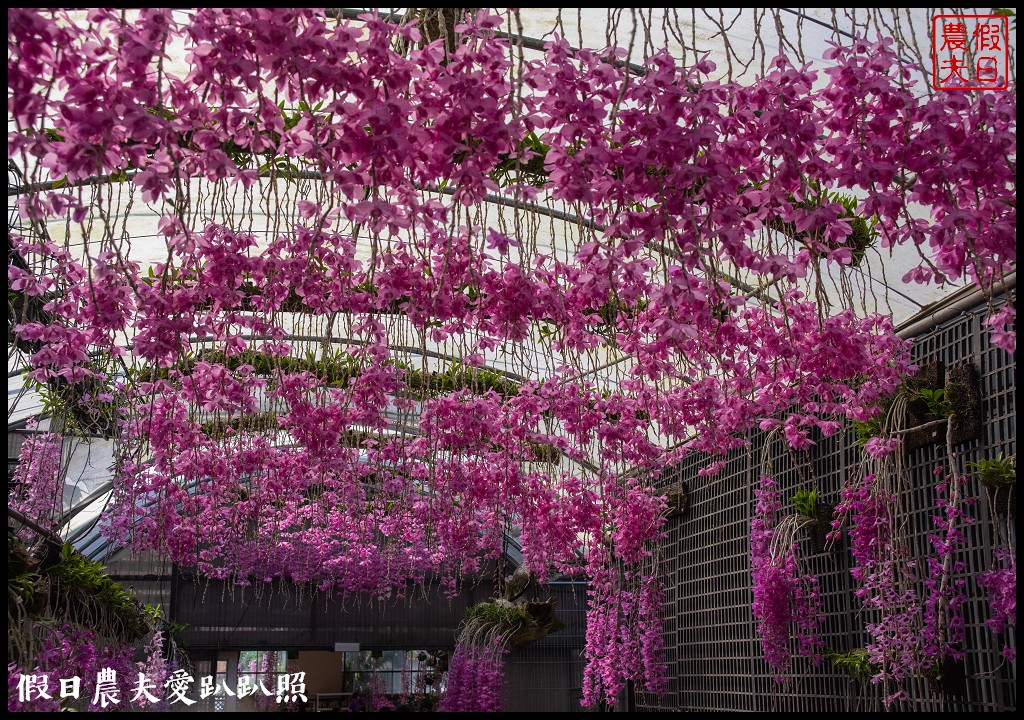 萌芳花卉農場|數萬株石斛蘭花盛開形成花瀑花牆花隧道 @假日農夫愛趴趴照