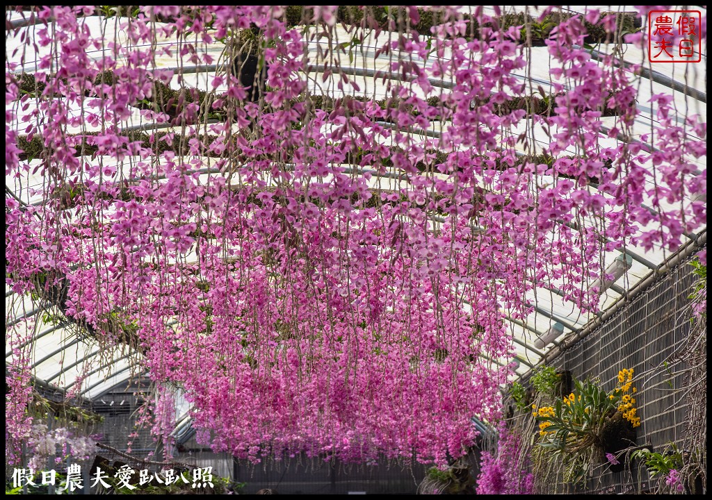 萌芳花卉農場|數萬株石斛蘭花盛開形成花瀑花牆花隧道 @假日農夫愛趴趴照