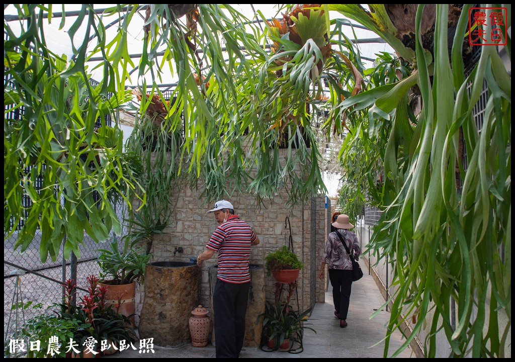 萌芳花卉農場|數萬株石斛蘭花盛開形成花瀑花牆花隧道 @假日農夫愛趴趴照