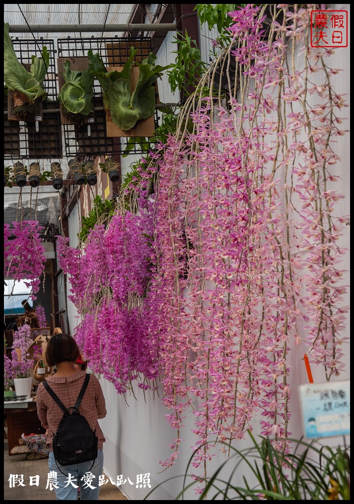 萌芳花卉農場|數萬株石斛蘭花盛開形成花瀑花牆花隧道 @假日農夫愛趴趴照