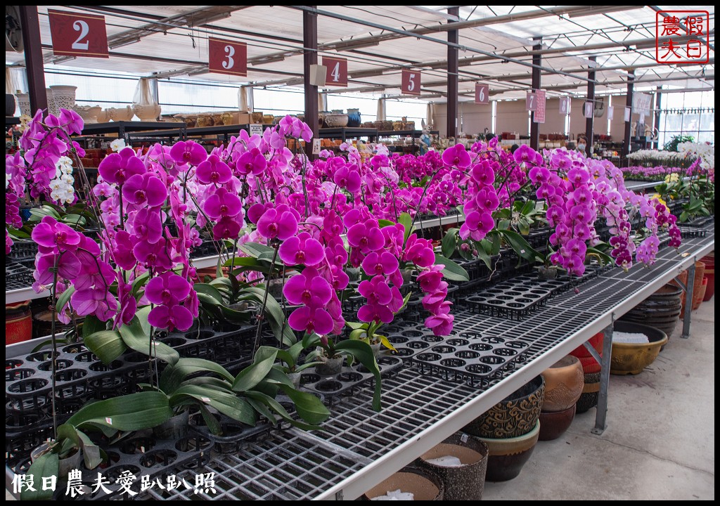 萌芳花卉農場|數萬株石斛蘭花盛開形成花瀑花牆花隧道 @假日農夫愛趴趴照