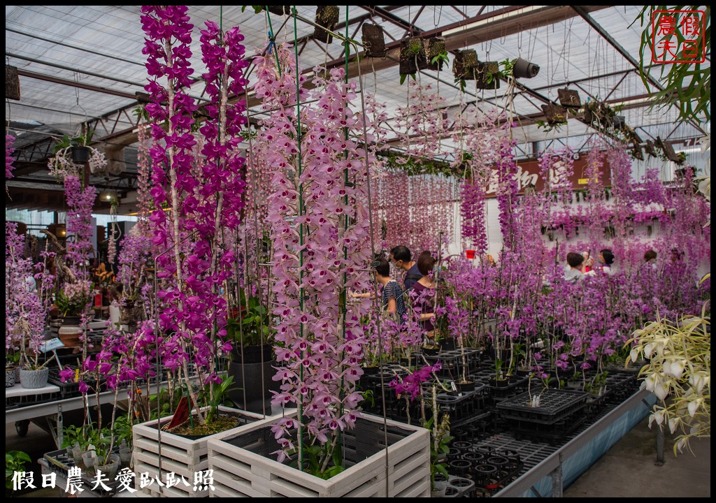 萌芳花卉農場|數萬株石斛蘭花盛開形成花瀑花牆花隧道 @假日農夫愛趴趴照