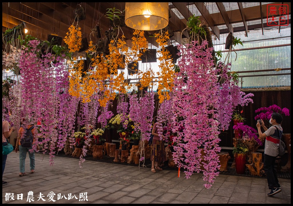 萌芳花卉農場|數萬株石斛蘭花盛開形成花瀑花牆花隧道 @假日農夫愛趴趴照