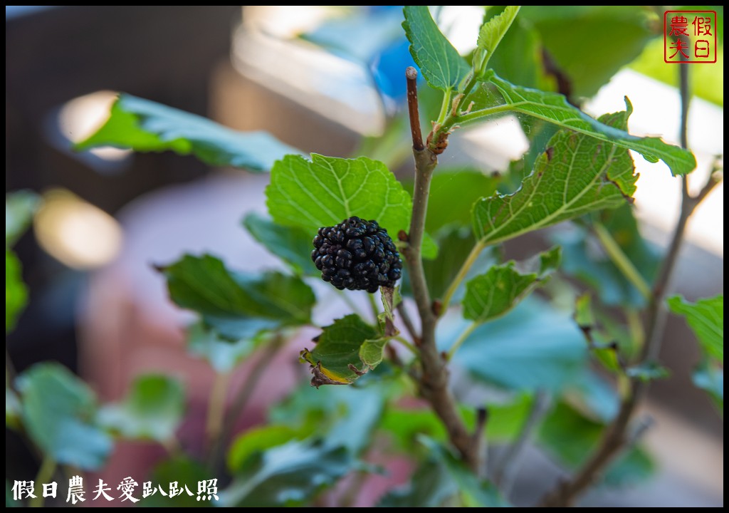 小琉球|烏鬼洞雪花冰．古法柴燒桑椹醬酸甜滋味好迷人 @假日農夫愛趴趴照