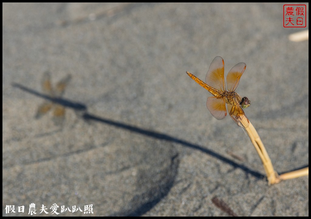 馬沙溝海洋休閒運動中心|海邊戲水獨木舟露營烤肉一處搞定/一箭雙鵰藝術季 @假日農夫愛趴趴照