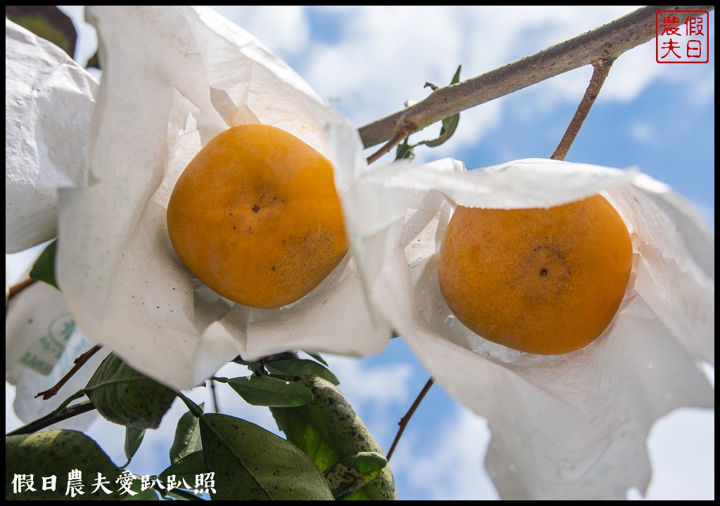 梨之鄉休閒農業區一日遊|健行採果美食休閒一次滿足 @假日農夫愛趴趴照