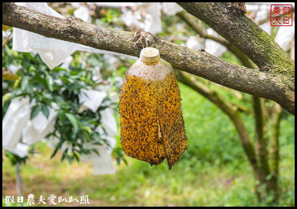 梨之鄉休閒農業區一日遊|健行採果美食休閒一次滿足 @假日農夫愛趴趴照