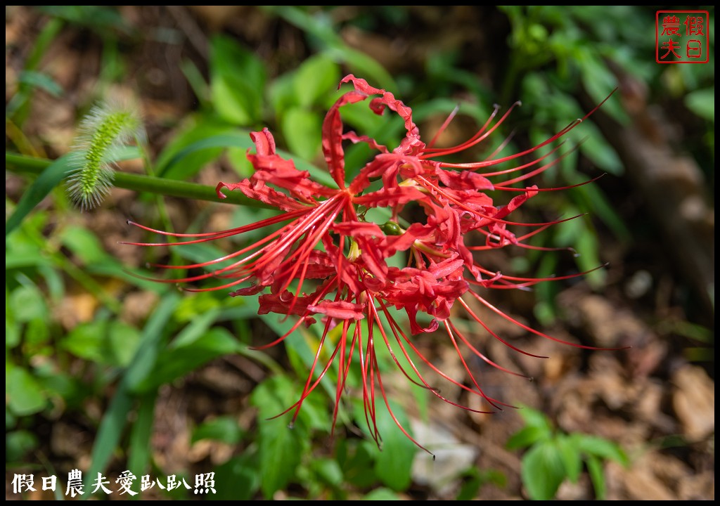 馬祖旅遊|東莒懶人包．魚路古道×大埔聚落×福正聚落×單車遊雙東燈塔 @假日農夫愛趴趴照