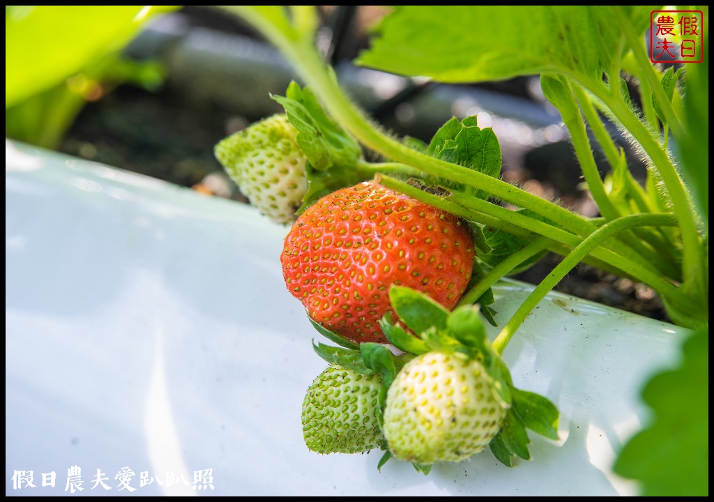 台一生態農場草莓季開始了|楓葉落羽松也開始變色 @假日農夫愛趴趴照
