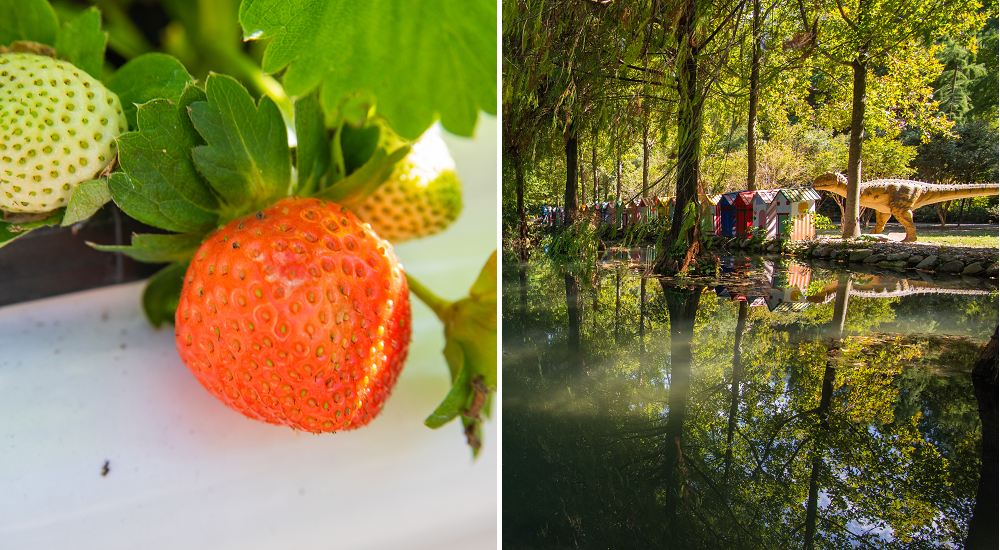 台一生態農場草莓季開始了|楓葉落羽松也開始變色 @假日農夫愛趴趴照