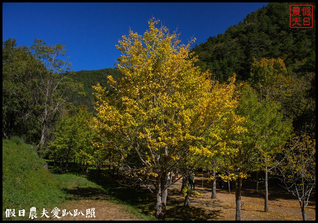 武陵農場的交通、門票、住宿、生態、賞花懶人包 @假日農夫愛趴趴照