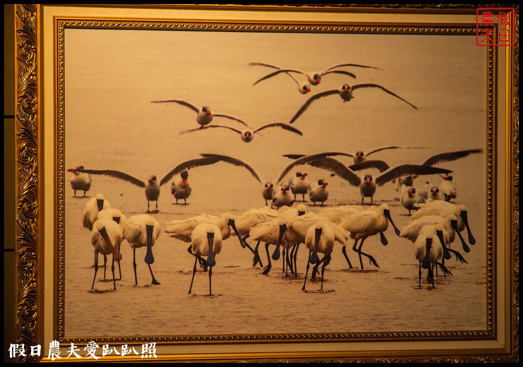 台南黑面琵鷺生態展示館×黑面琵鷺賞鳥亭×台灣極西點國聖燈塔 @假日農夫愛趴趴照