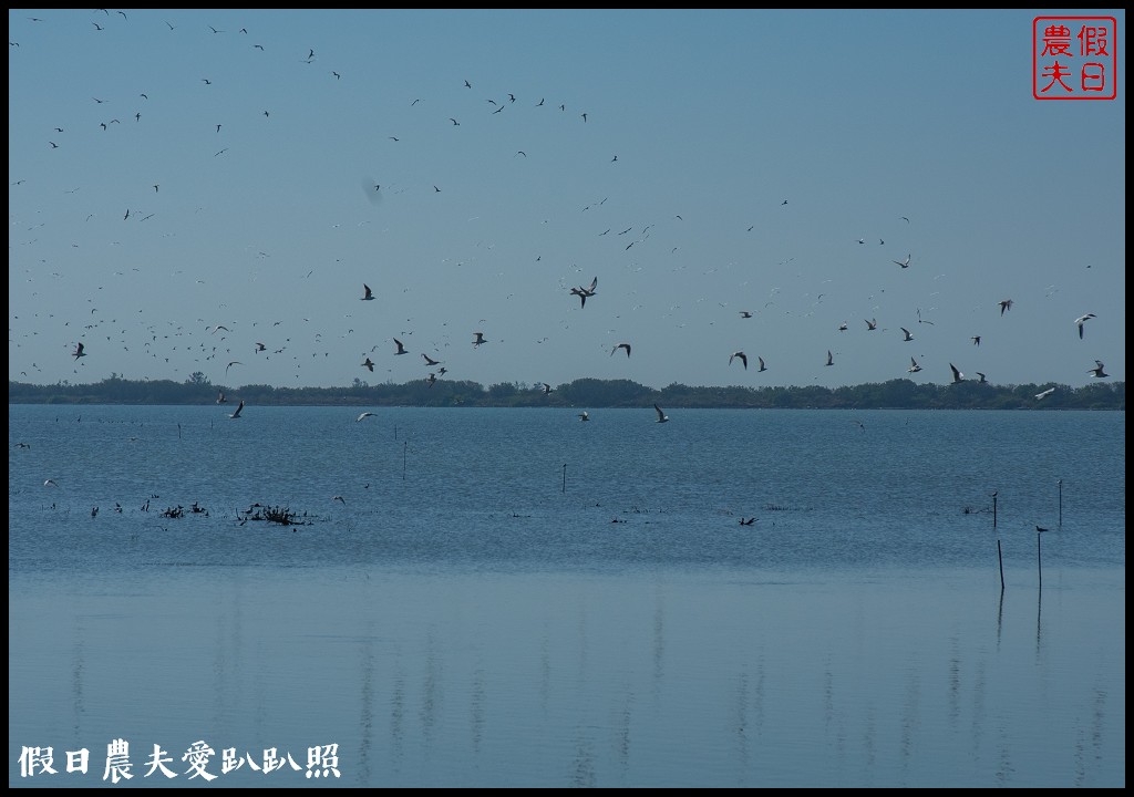 台南黑面琵鷺生態展示館×黑面琵鷺賞鳥亭×台灣極西點國聖燈塔 @假日農夫愛趴趴照