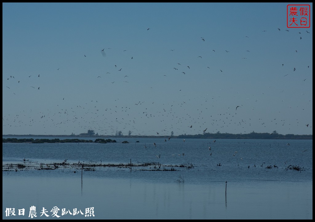 台南黑面琵鷺生態展示館×黑面琵鷺賞鳥亭×台灣極西點國聖燈塔 @假日農夫愛趴趴照