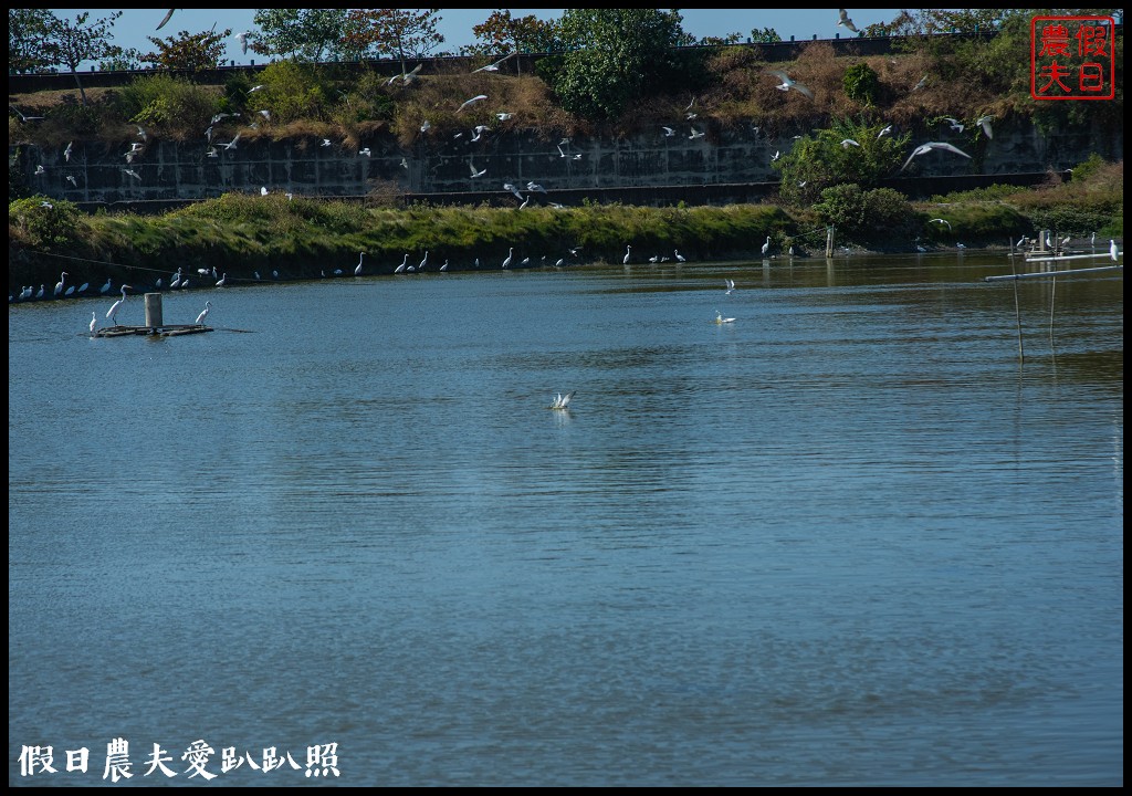 台南黑面琵鷺生態展示館×黑面琵鷺賞鳥亭×台灣極西點國聖燈塔 @假日農夫愛趴趴照