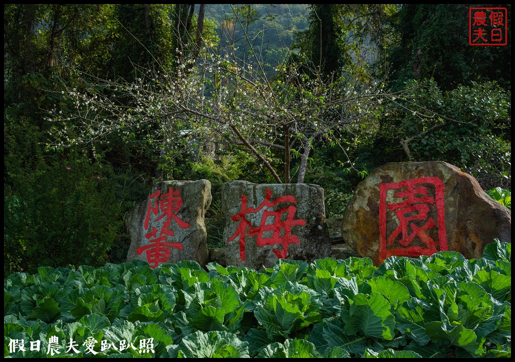 水里天山嶺陳董梅園梅花開了．梅樹姿態蒼勁有力超好拍 @假日農夫愛趴趴照