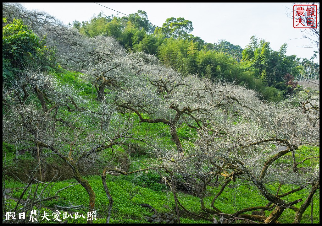 水里天山嶺陳董梅園梅花開了．梅樹姿態蒼勁有力超好拍 @假日農夫愛趴趴照