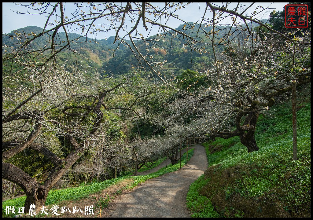 水里天山嶺陳董梅園梅花開了．梅樹姿態蒼勁有力超好拍 @假日農夫愛趴趴照