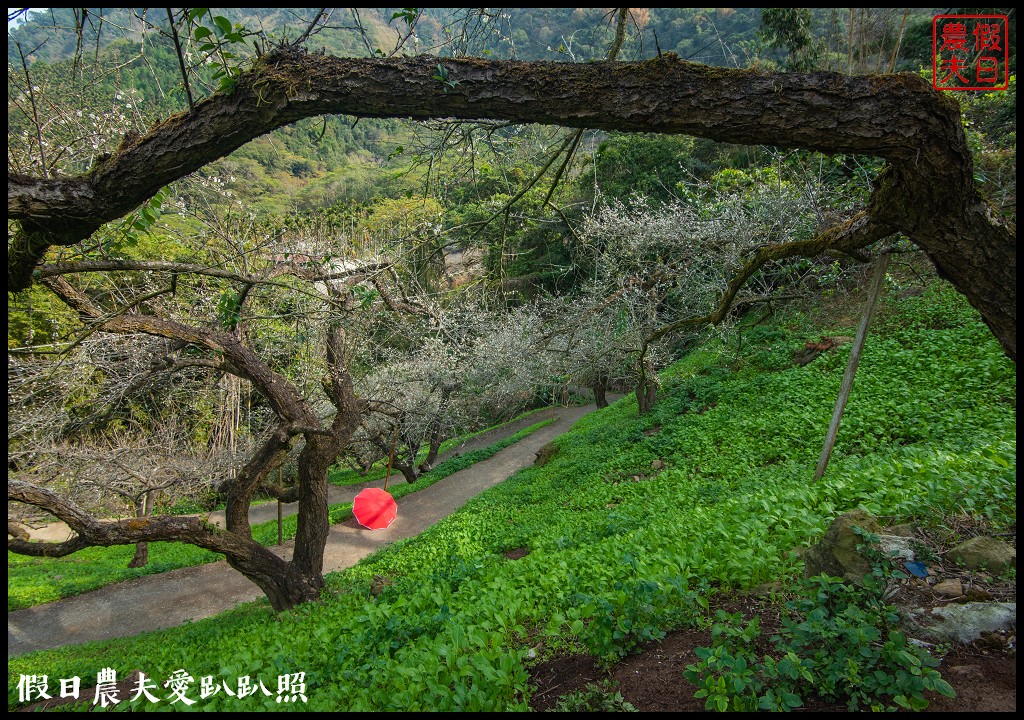 水里天山嶺陳董梅園梅花開了．梅樹姿態蒼勁有力超好拍 @假日農夫愛趴趴照