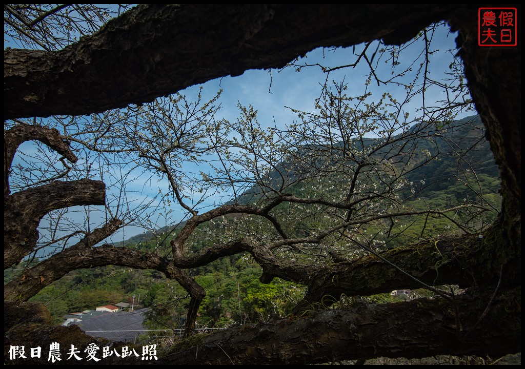 水里天山嶺陳董梅園梅花開了．梅樹姿態蒼勁有力超好拍 @假日農夫愛趴趴照