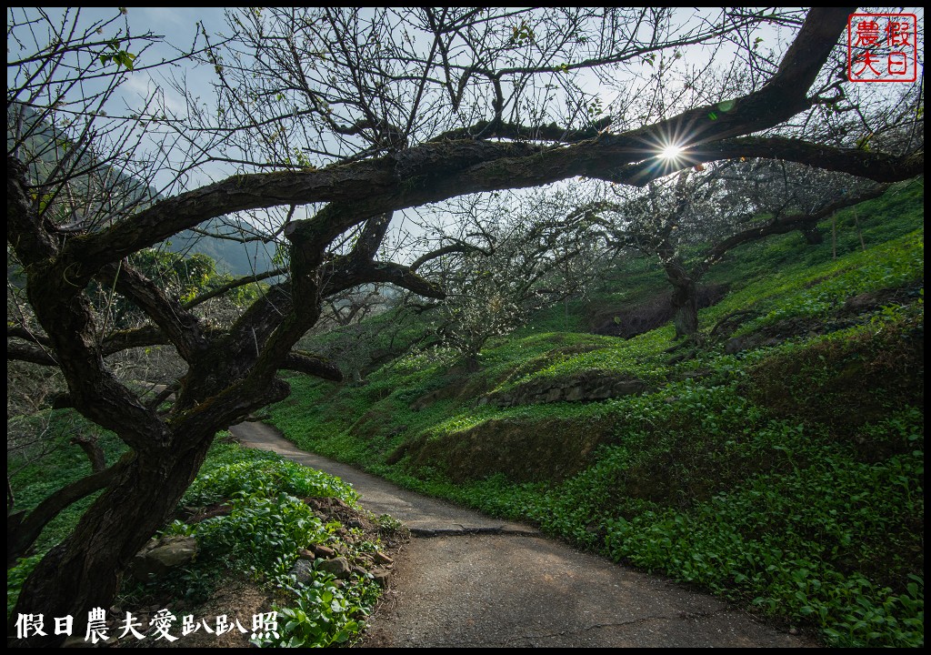 水里天山嶺陳董梅園梅花開了．梅樹姿態蒼勁有力超好拍 @假日農夫愛趴趴照