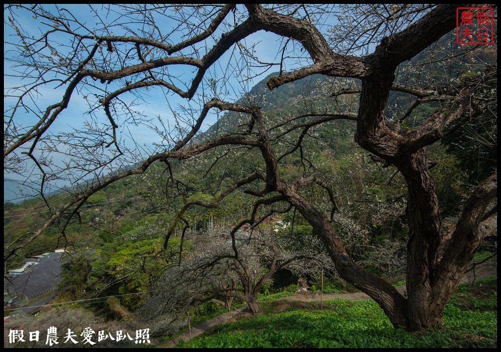 水里天山嶺陳董梅園梅花開了．梅樹姿態蒼勁有力超好拍 @假日農夫愛趴趴照