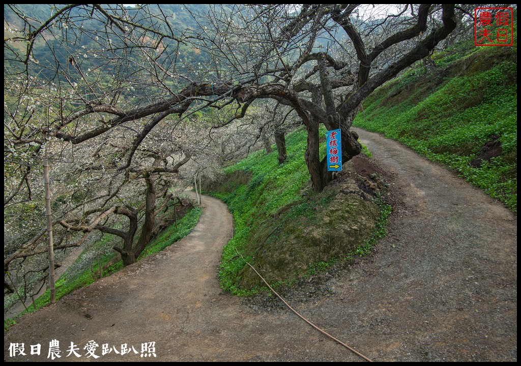 水里天山嶺陳董梅園梅花開了．梅樹姿態蒼勁有力超好拍 @假日農夫愛趴趴照