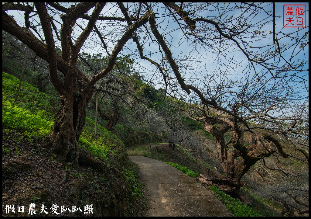 水里天山嶺陳董梅園梅花開了．梅樹姿態蒼勁有力超好拍 @假日農夫愛趴趴照