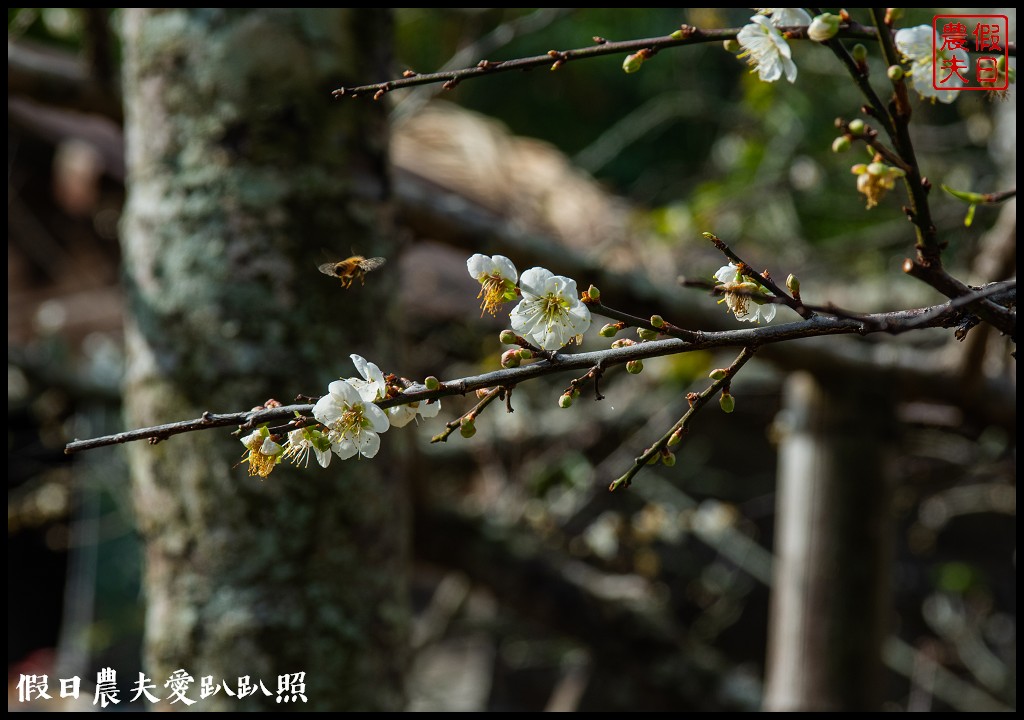 水里天山嶺陳董梅園梅花開了．梅樹姿態蒼勁有力超好拍 @假日農夫愛趴趴照