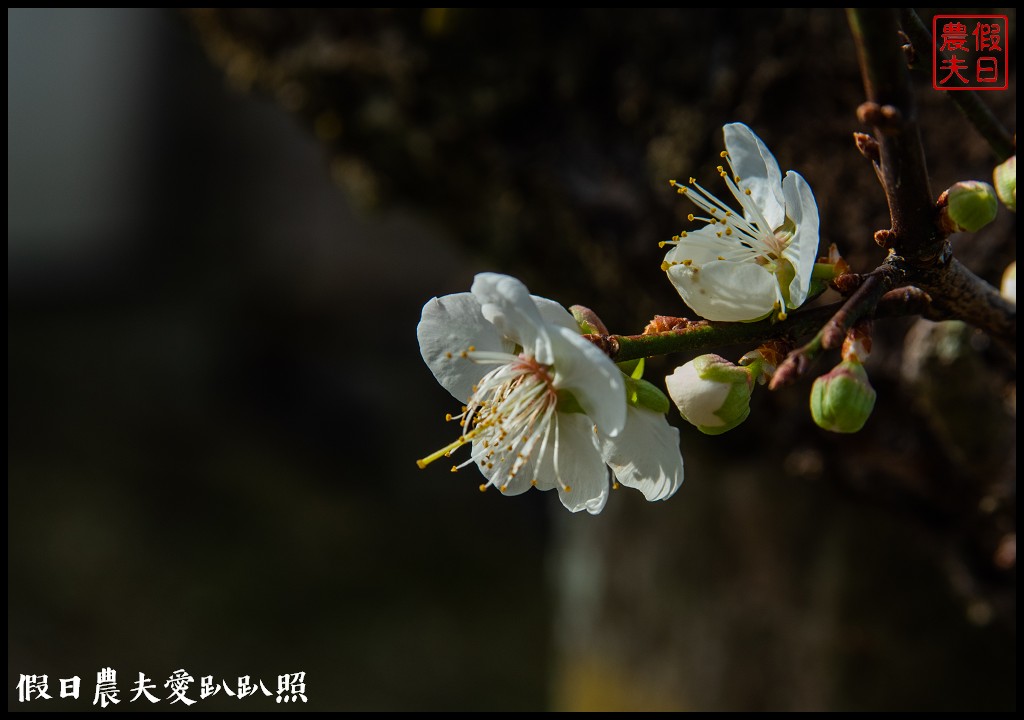 水里天山嶺陳董梅園梅花開了．梅樹姿態蒼勁有力超好拍 @假日農夫愛趴趴照