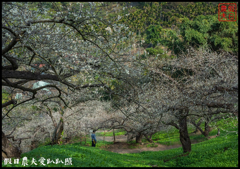 水里天山嶺陳董梅園梅花開了．梅樹姿態蒼勁有力超好拍 @假日農夫愛趴趴照