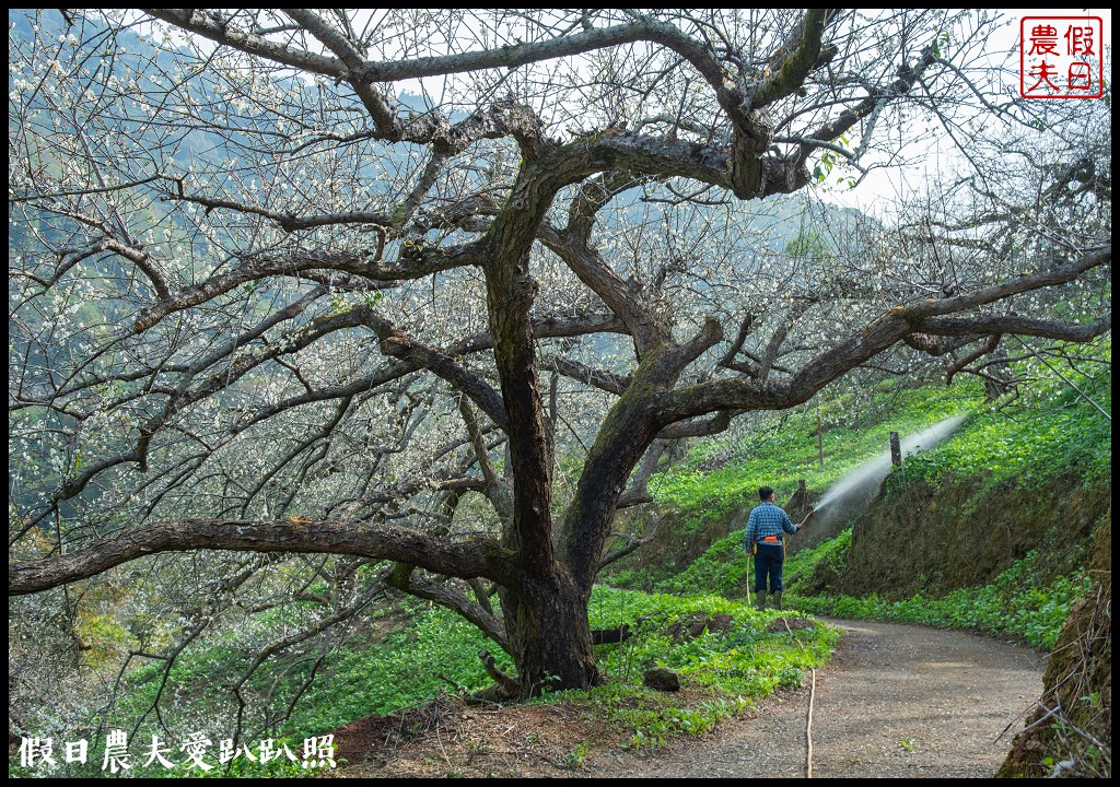 水里天山嶺陳董梅園梅花開了．梅樹姿態蒼勁有力超好拍 @假日農夫愛趴趴照