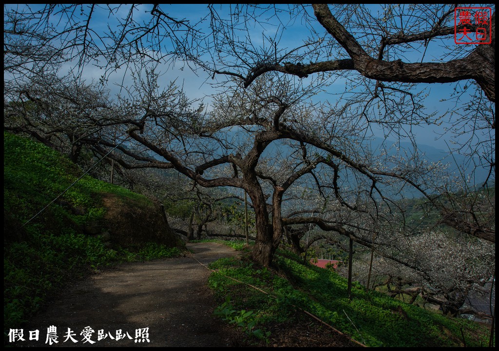 水里天山嶺陳董梅園梅花開了．梅樹姿態蒼勁有力超好拍 @假日農夫愛趴趴照