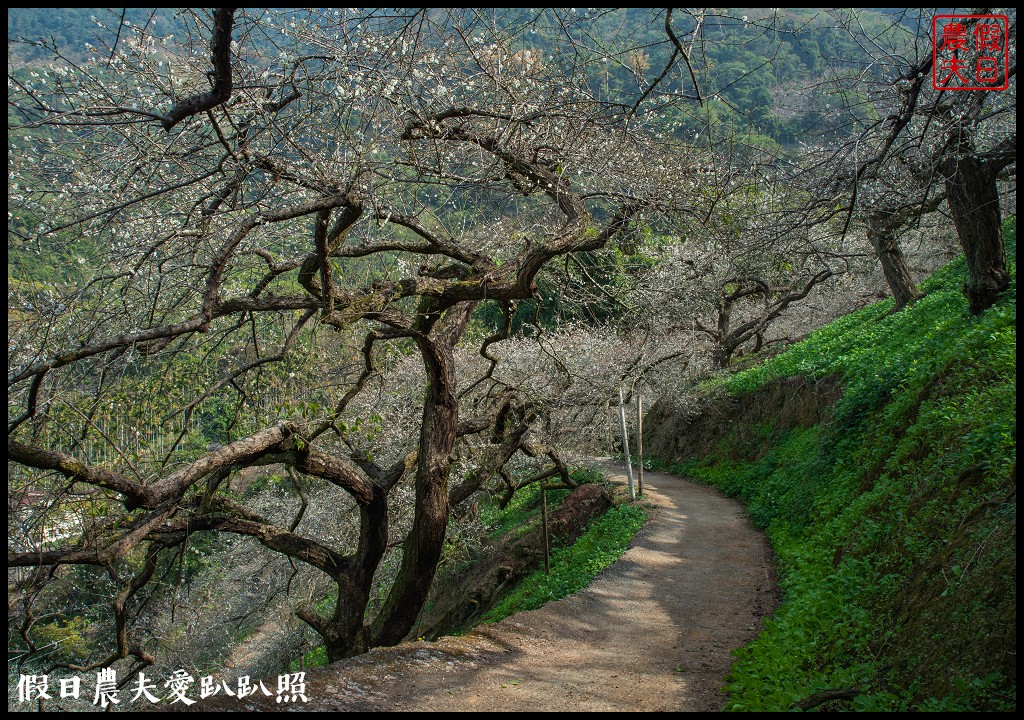 水里天山嶺陳董梅園梅花開了．梅樹姿態蒼勁有力超好拍 @假日農夫愛趴趴照