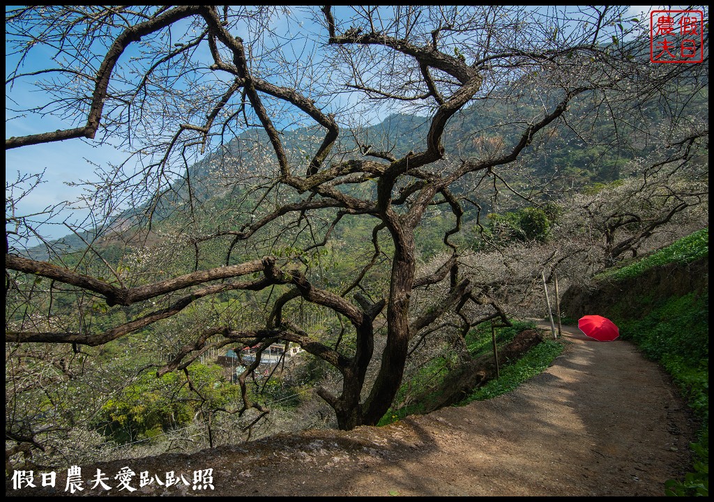 水里天山嶺陳董梅園梅花開了．梅樹姿態蒼勁有力超好拍 @假日農夫愛趴趴照