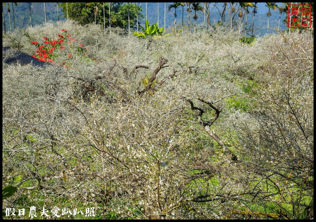 烏松崙森林渡假營石家梅園|最新花況交通|梅花盛開中 @假日農夫愛趴趴照