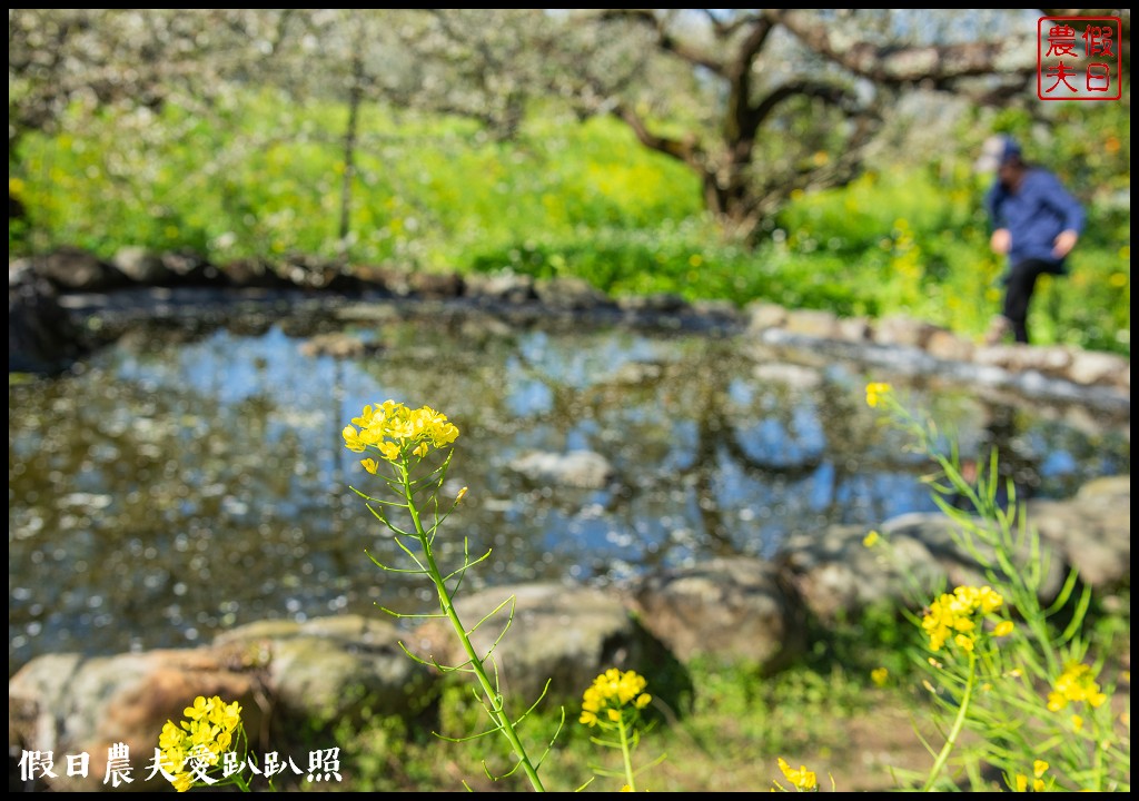 烏松崙森林渡假營石家梅園|最新花況交通|梅花盛開中 @假日農夫愛趴趴照