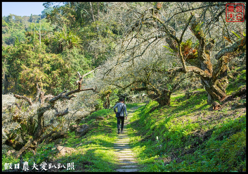 烏松崙森林渡假營石家梅園|最新花況交通|梅花盛開中 @假日農夫愛趴趴照