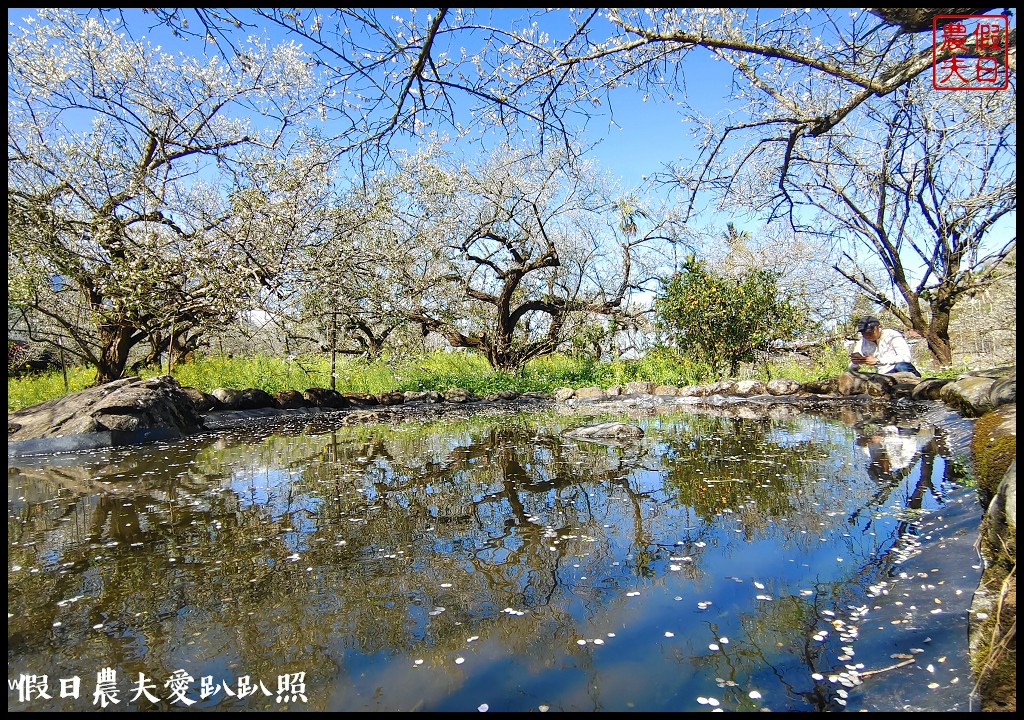 烏松崙森林渡假營石家梅園|最新花況交通|梅花盛開中 @假日農夫愛趴趴照