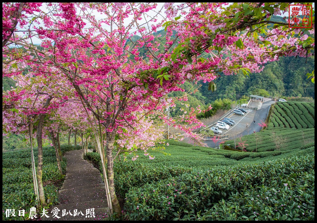 櫻花懶人包|全台賞櫻地點大集合．賞花時間/武陵農場/福壽山農場/阿里山 @假日農夫愛趴趴照