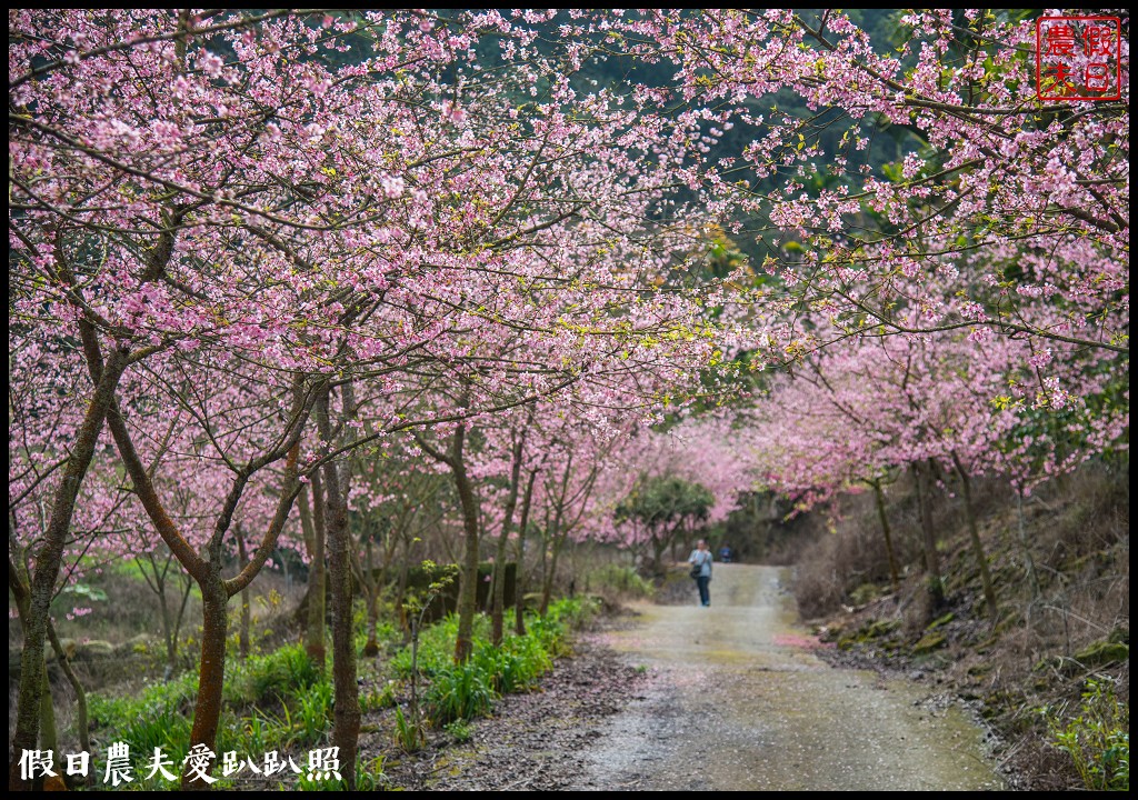 櫻花懶人包|全台賞櫻地點大集合．賞花時間/武陵農場/福壽山農場/阿里山 @假日農夫愛趴趴照