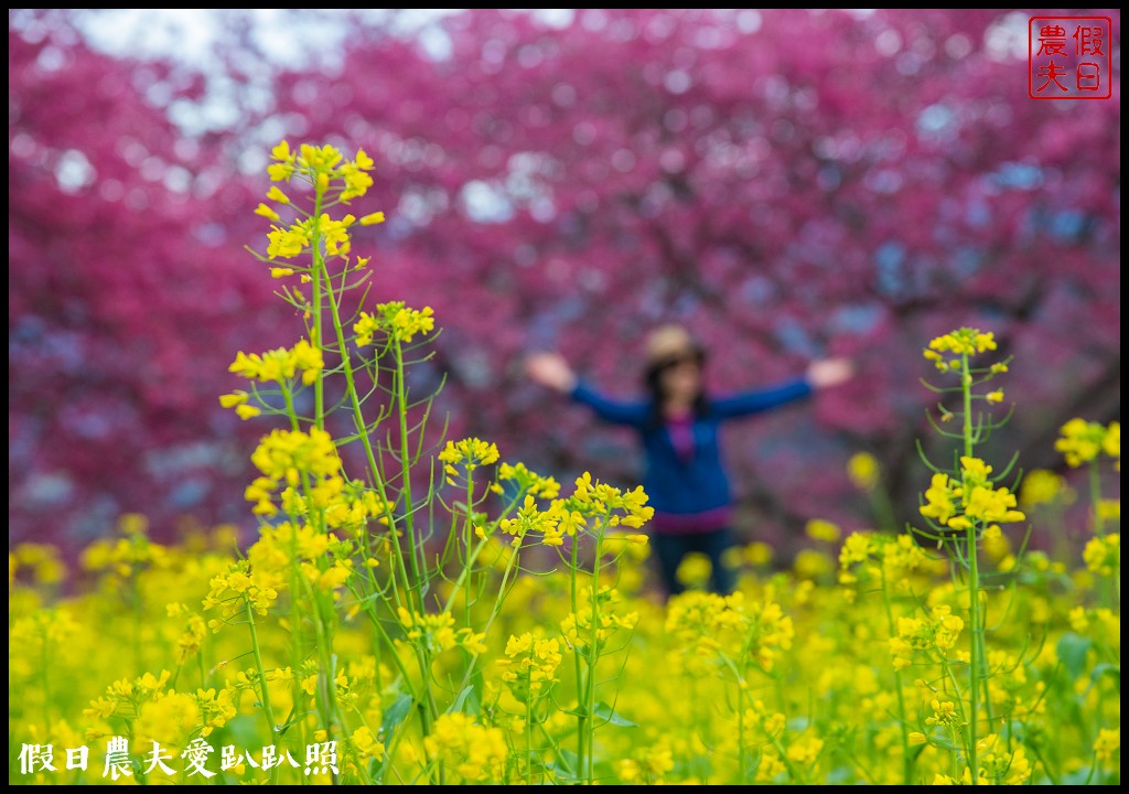 阿本農場|盛開櫻花搭配油菜花波斯菊花海更美|2024交通資訊 @假日農夫愛趴趴照