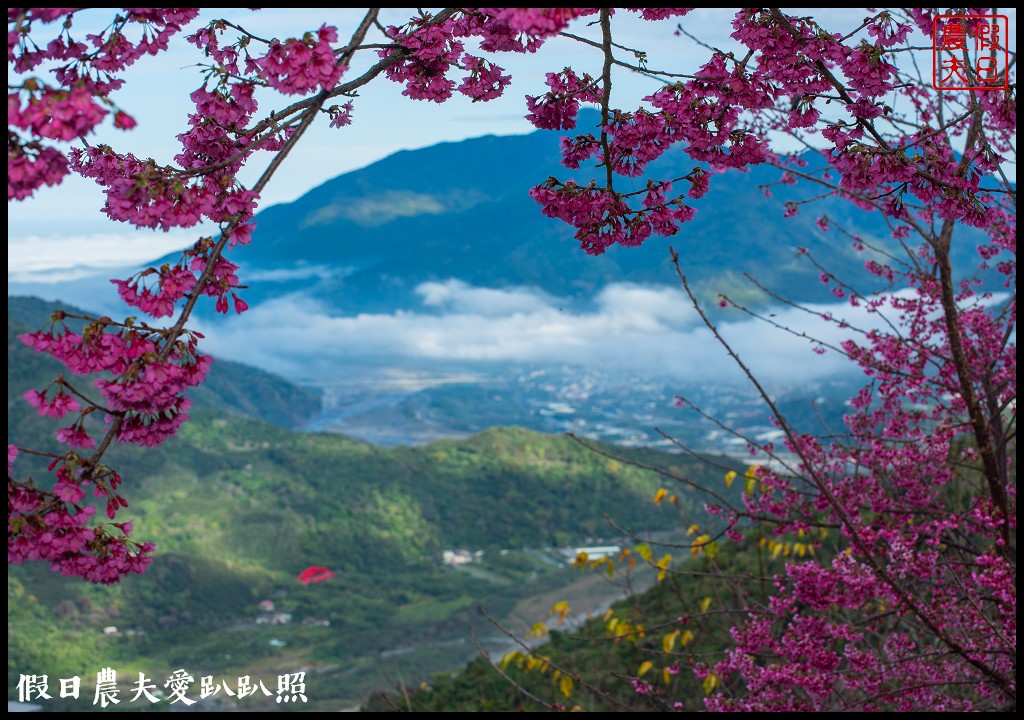 阿本農場|盛開櫻花搭配油菜花波斯菊花海更美|2024交通資訊 @假日農夫愛趴趴照