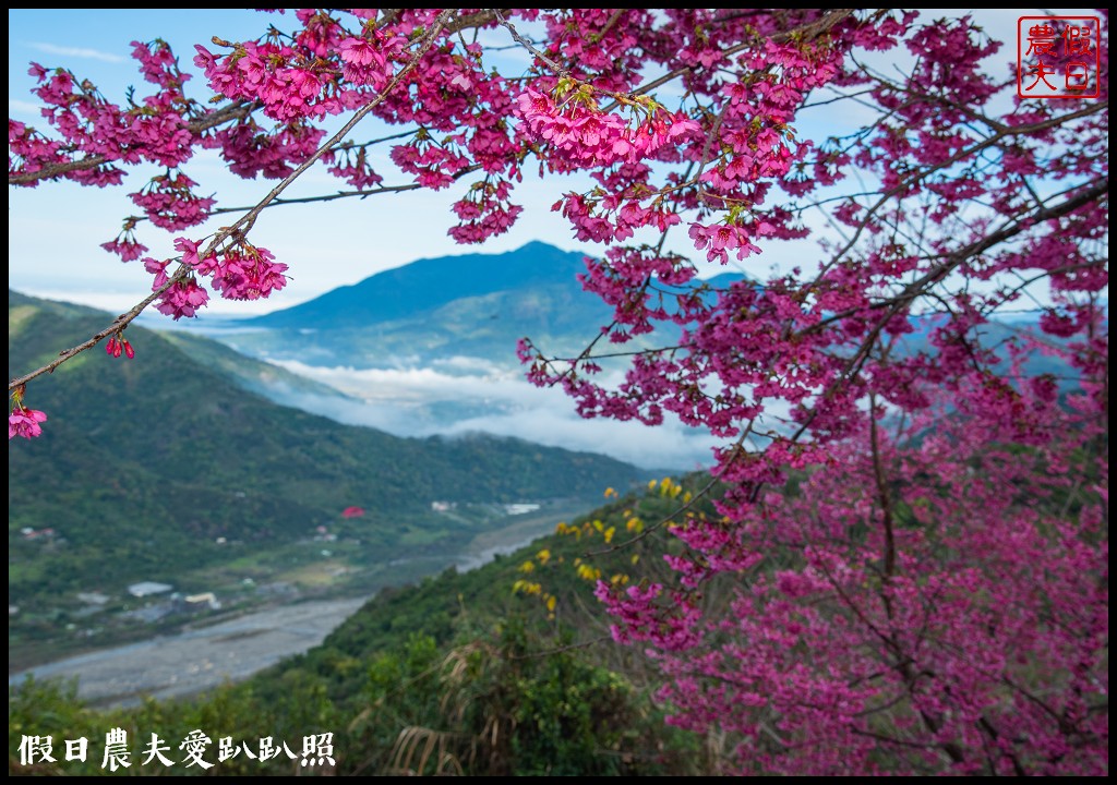 阿本農場|盛開櫻花搭配油菜花波斯菊花海更美|2024交通資訊 @假日農夫愛趴趴照